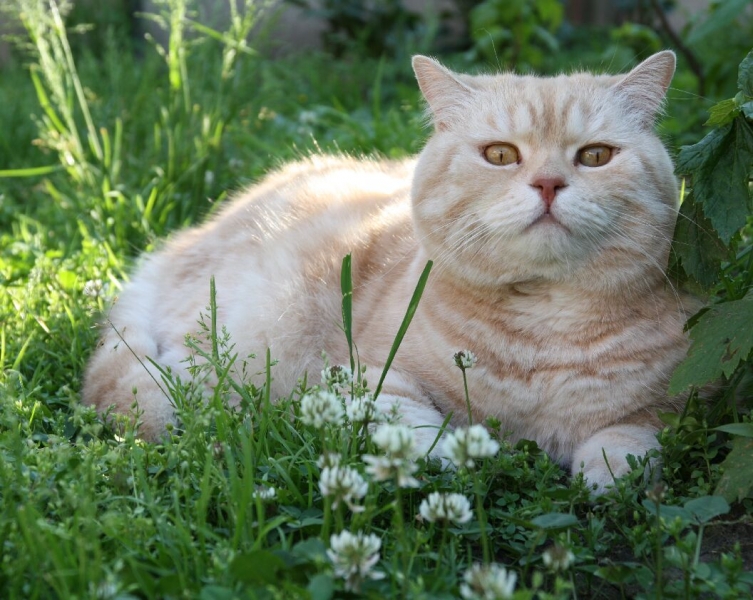 Поговорим о кошках 28