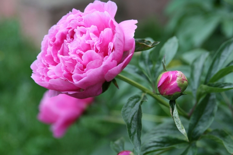 Чудесную afra - с Днем Рождения!