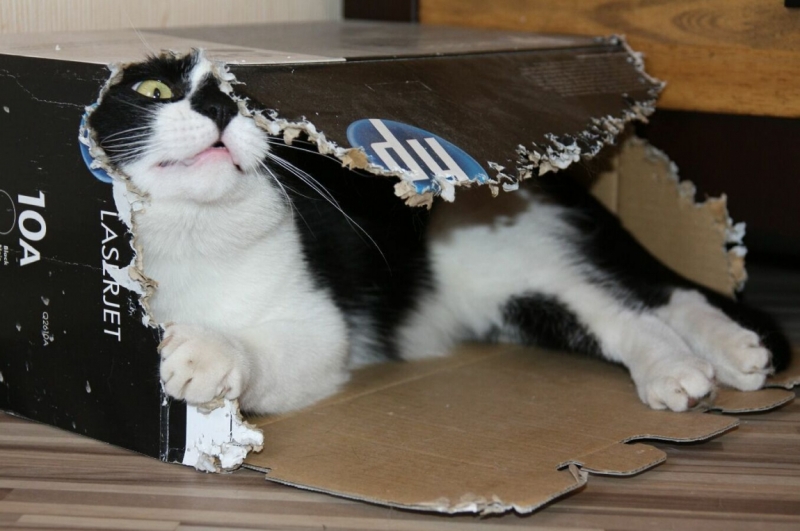 Поговорим о кошках 28