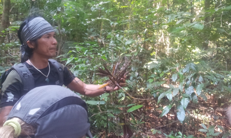 Thai jungle trekking     Треккинг в джунглях Тайланда. Весна 2014