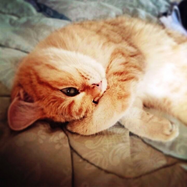 Поговорим о кошках 28