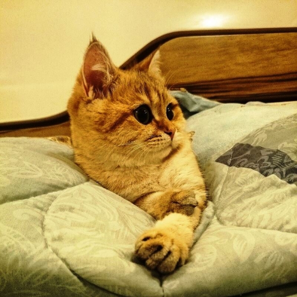 Поговорим о кошках 28