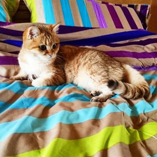 Поговорим о кошках 28