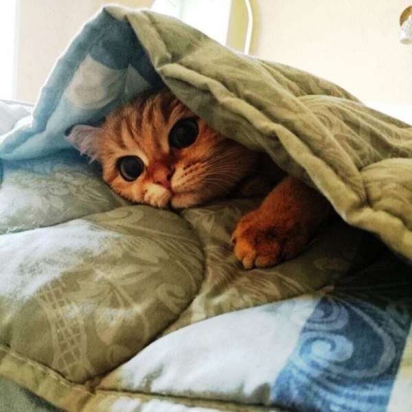 Поговорим о кошках 28