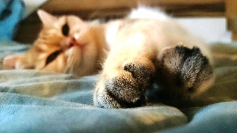 Поговорим о кошках 28