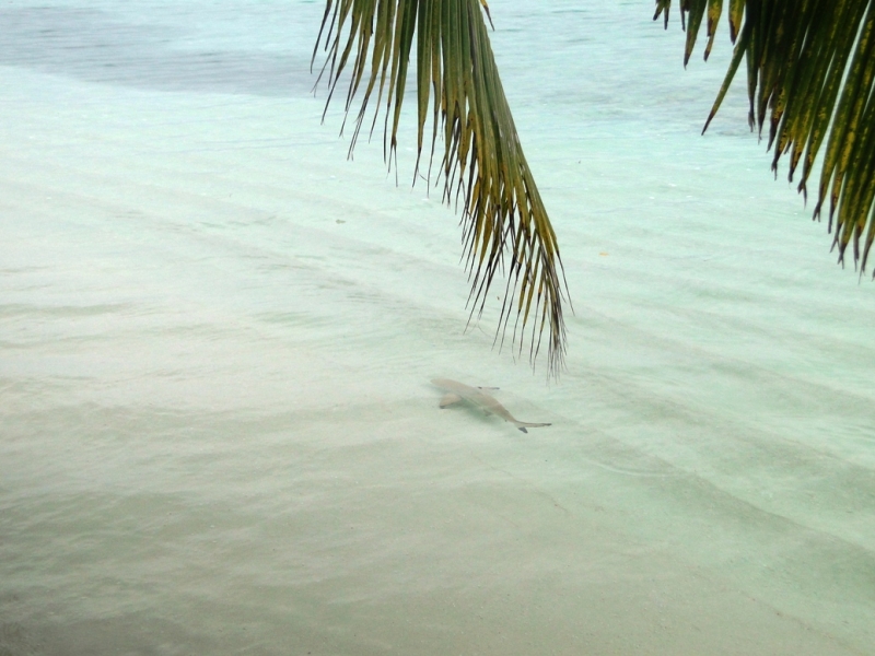 Бочка меда в ложке дегтя, или три дня в Vilamendhoo