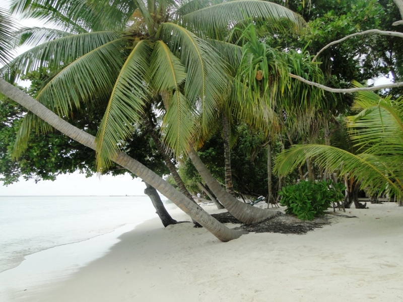 Бочка меда в ложке дегтя, или три дня в Vilamendhoo