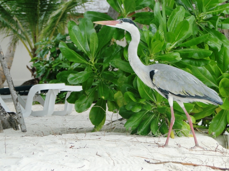 Бочка меда в ложке дегтя, или три дня в Vilamendhoo
