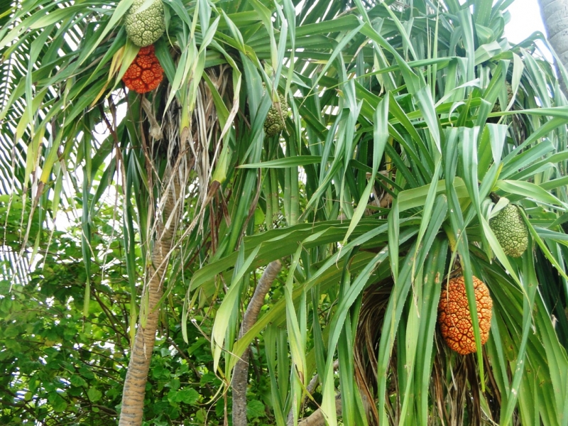 Бочка меда в ложке дегтя, или три дня в Vilamendhoo