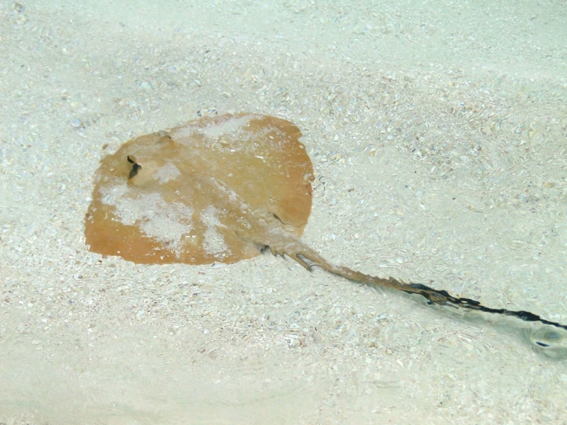 Бочка меда в ложке дегтя, или три дня в Vilamendhoo