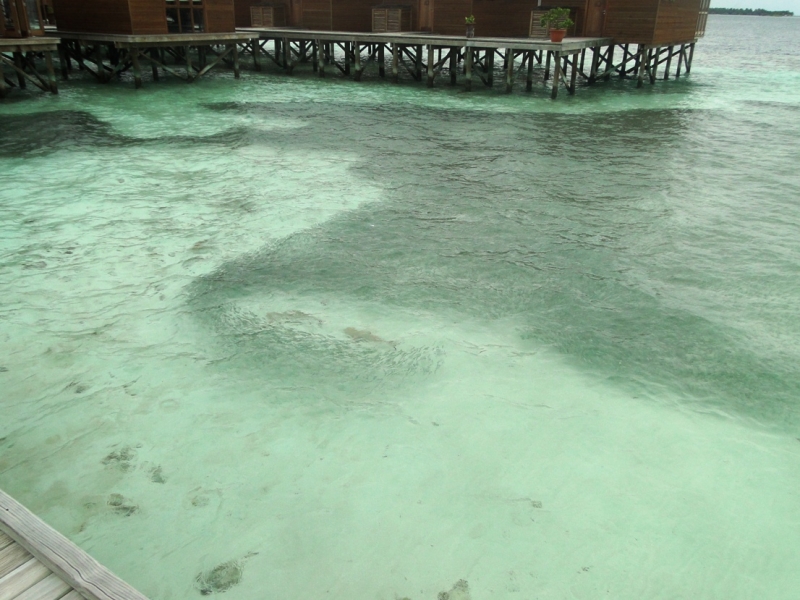 Бочка меда в ложке дегтя, или три дня в Vilamendhoo