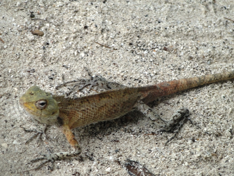 Бочка меда в ложке дегтя, или три дня в Vilamendhoo
