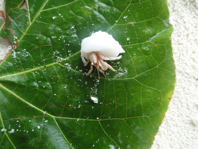 Бочка меда в ложке дегтя, или три дня в Vilamendhoo
