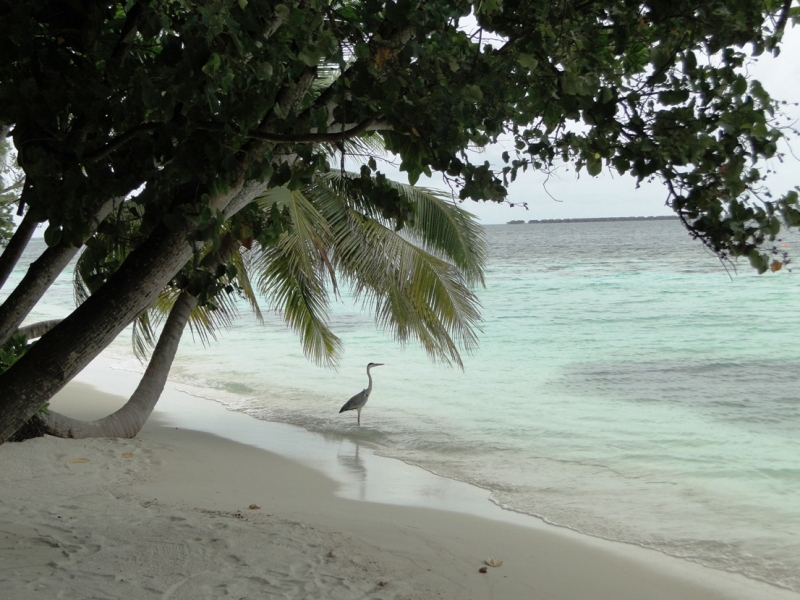 Бочка меда в ложке дегтя, или три дня в Vilamendhoo