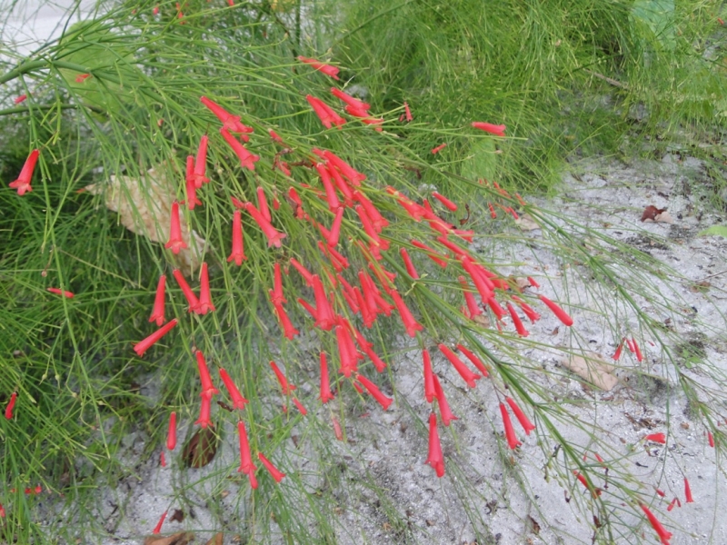 Бочка меда в ложке дегтя, или три дня в Vilamendhoo