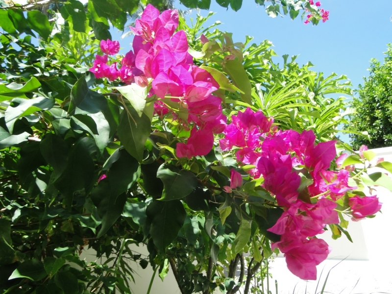 Бочка меда в ложке дегтя, или три дня в Vilamendhoo