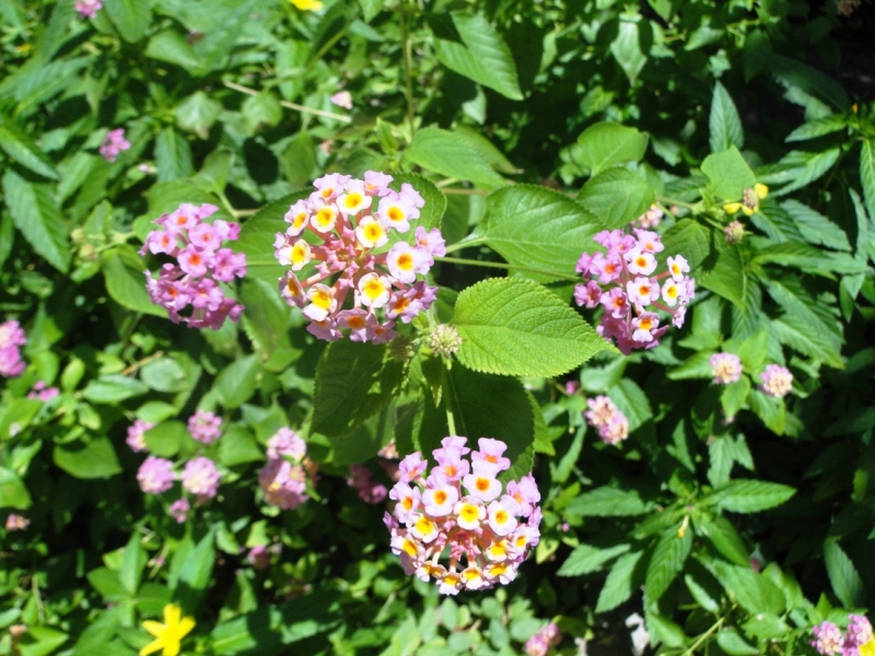 Бочка меда в ложке дегтя, или три дня в Vilamendhoo