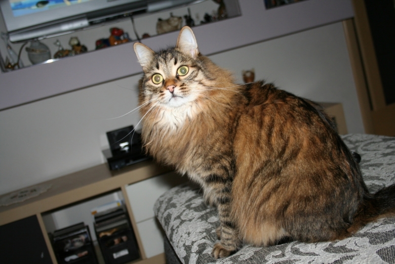 Поговорим о кошках 28