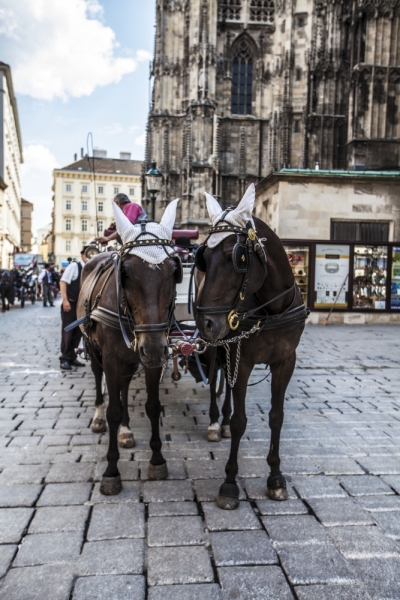 Выходные в Вене в конце лета