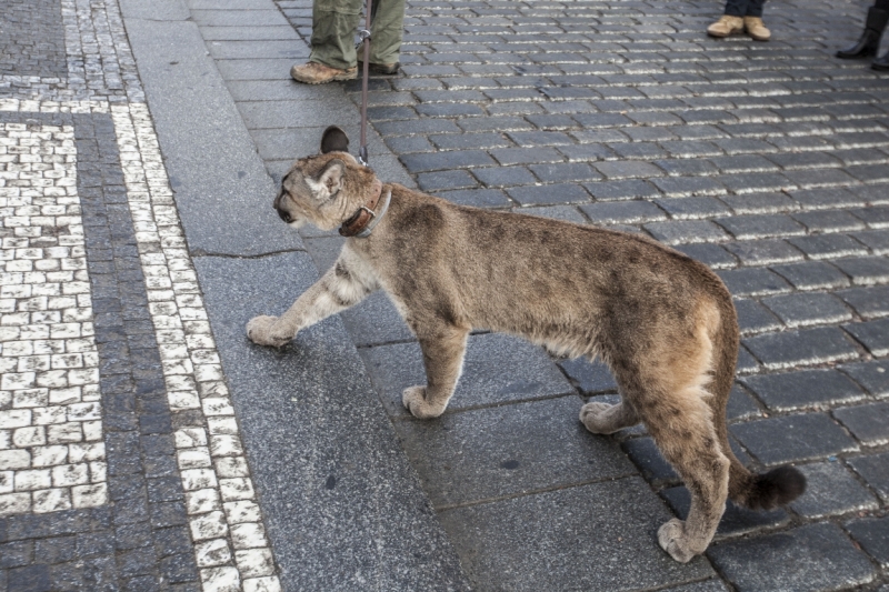 Автотрип на новый год: Санкт-Петербург - Прага - Карловы Вары - Дрезден - Берлин