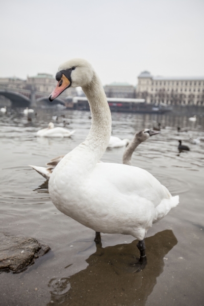 Автотрип на новый год: Санкт-Петербург - Прага - Карловы Вары - Дрезден - Берлин