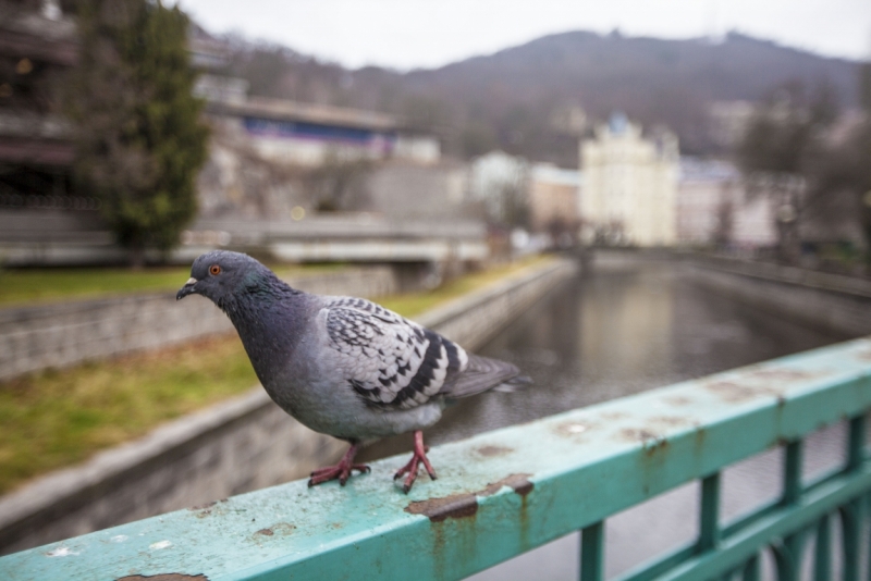 Автотрип на новый год: Санкт-Петербург - Прага - Карловы Вары - Дрезден - Берлин