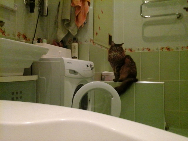 Поговорим о кошках 28