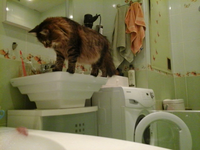 Поговорим о кошках 28