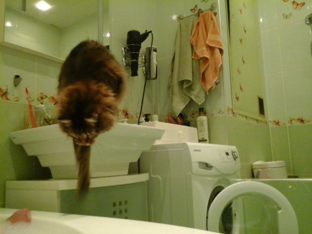 Поговорим о кошках 28