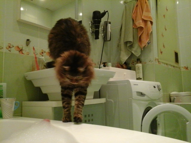 Поговорим о кошках 28