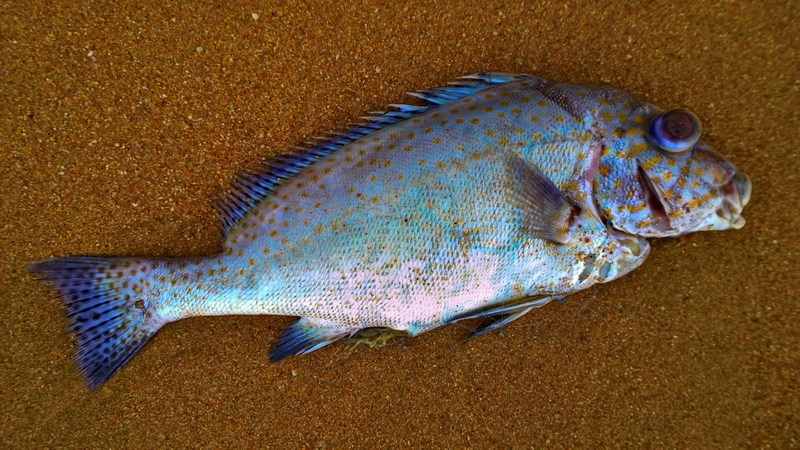 Еда в Паттайе: рестораны, кафе, фуд-корты