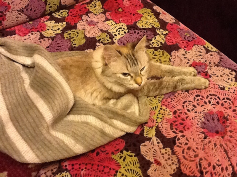 Поговорим о кошках 28