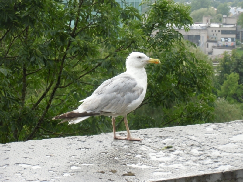 Центральная Европа, Бенилюкс + Швеция, Прибалтика - 8000 км, 21 день, low budget trip