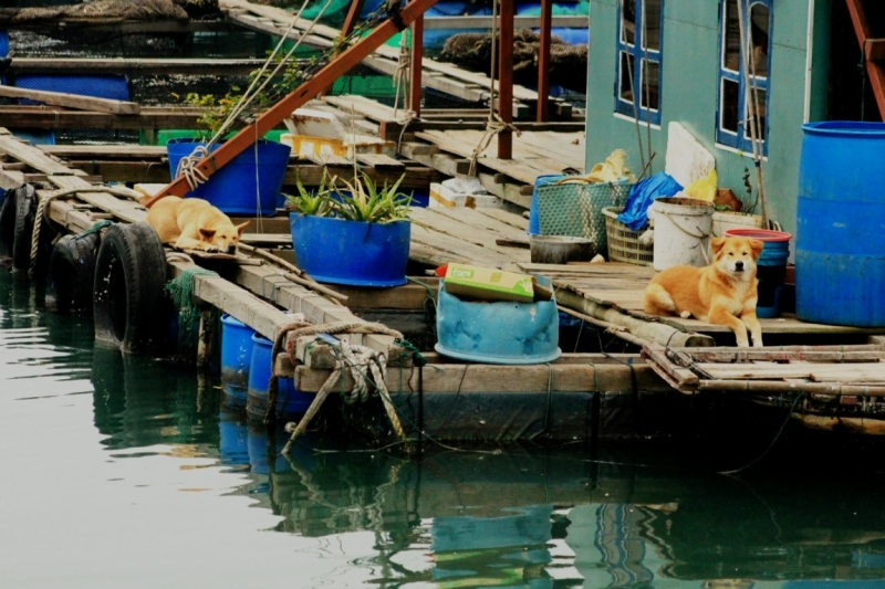 Вьетнам. С севера на юг. Ханой - Сапа - Кат Ба - Ханой - Сайгон - Фу Куок - Ханой