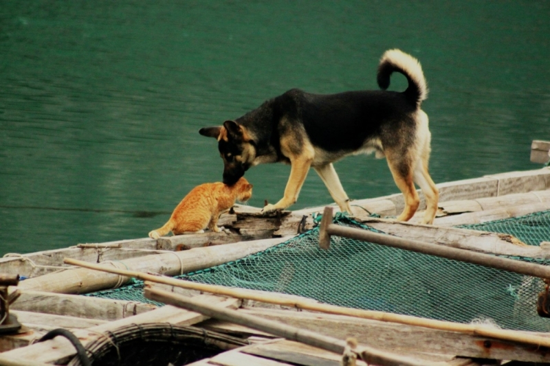 Вьетнам. С севера на юг. Ханой - Сапа - Кат Ба - Ханой - Сайгон - Фу Куок - Ханой