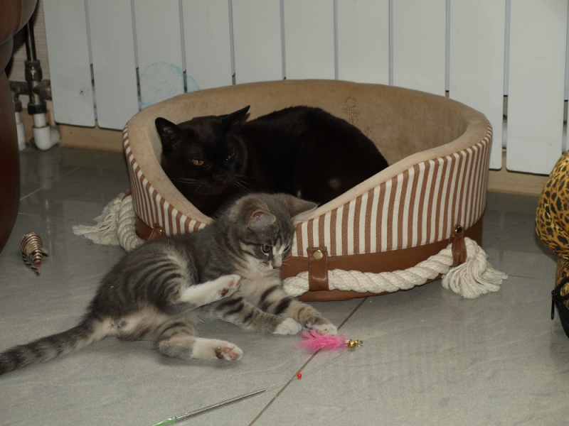 кошки