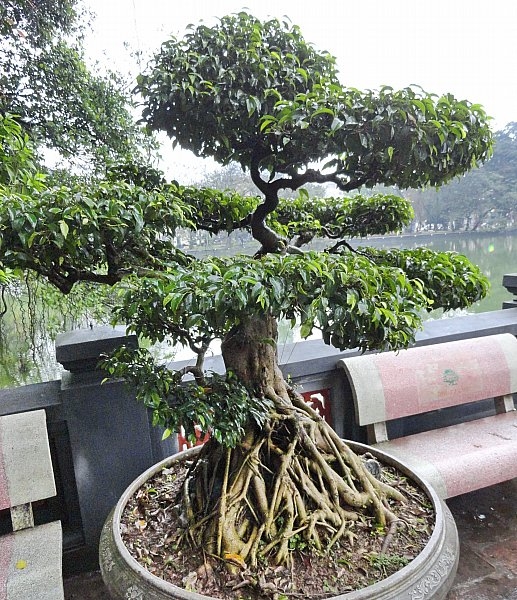 Безмятежное волшебство Вьетнама.