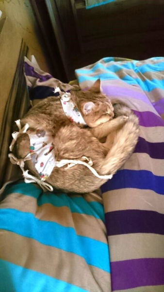 Поговорим о кошках 28