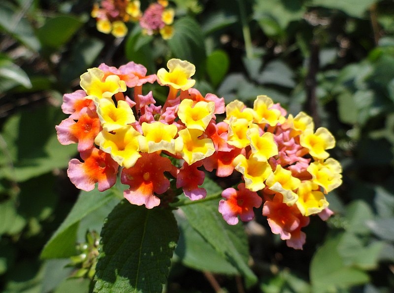 Безмятежное волшебство Вьетнама.