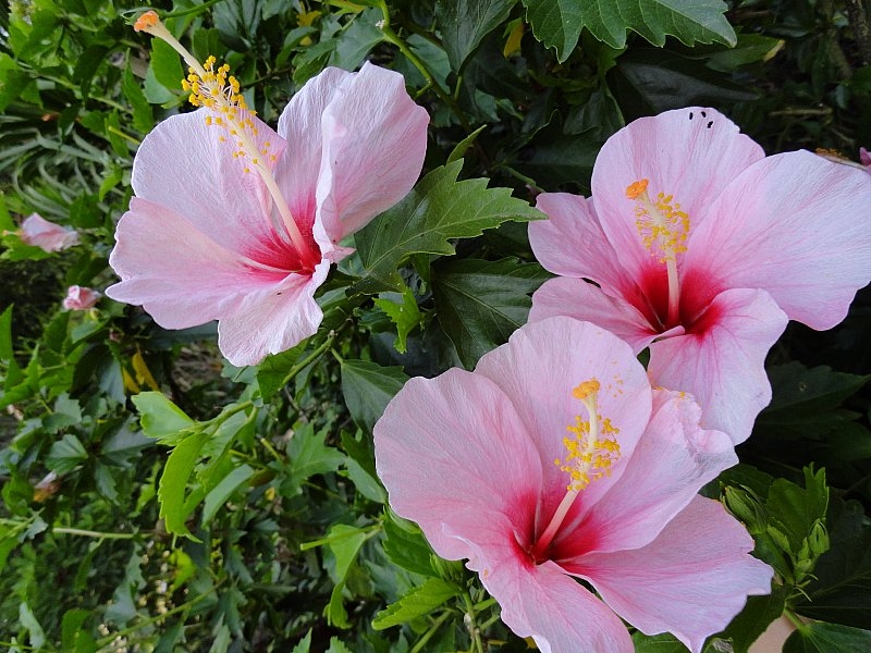 Безмятежное волшебство Вьетнама.