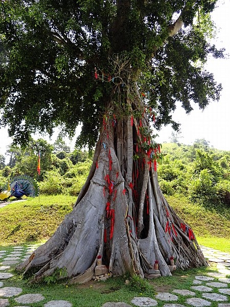 Безмятежное волшебство Вьетнама.