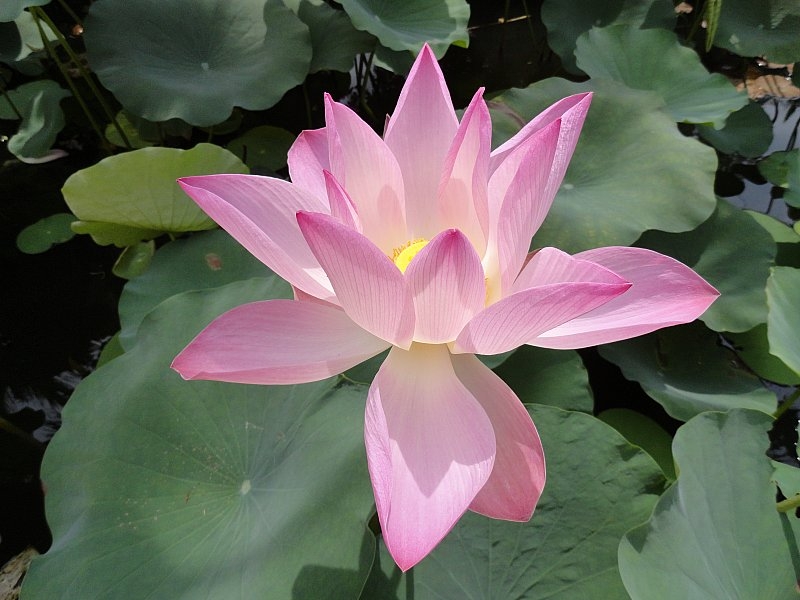 Безмятежное волшебство Вьетнама.