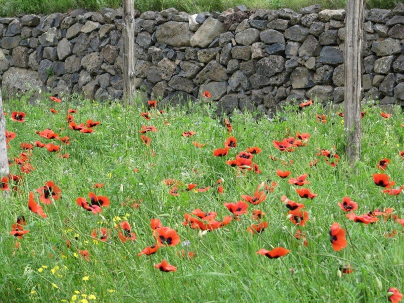 Боже, храни Грузию!