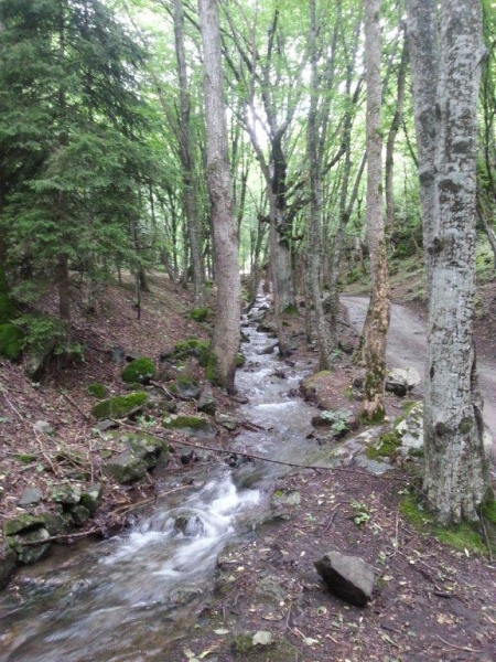 Боже, храни Грузию!