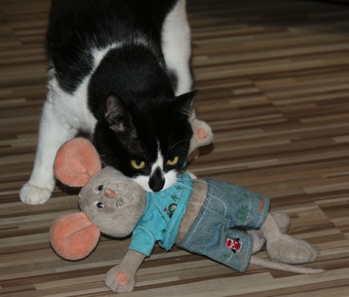 Поговорим о кошках 28