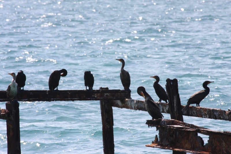 Видеорассказ о путешествии по Кубе.