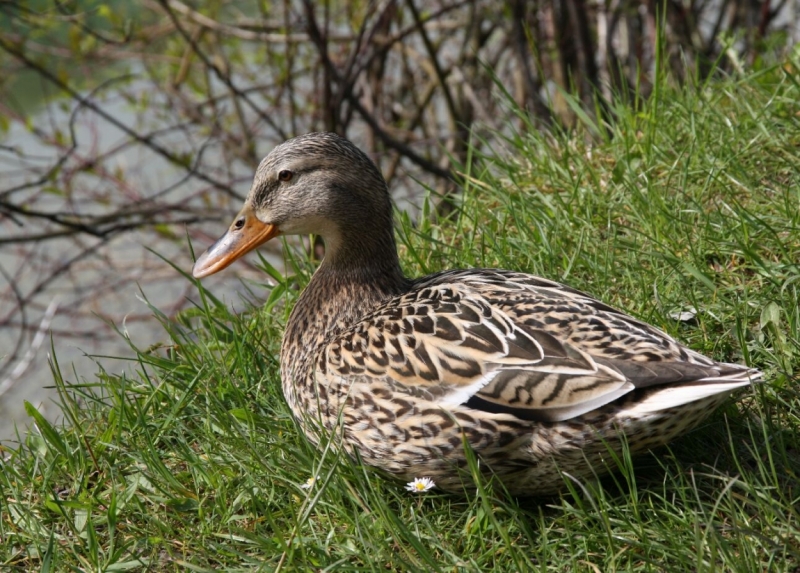 Птицы в фотографиях из путешествий