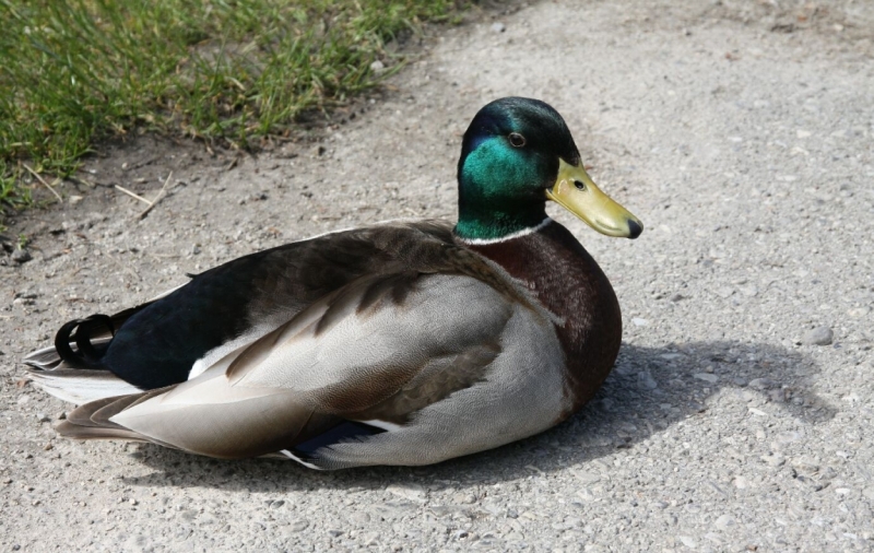 Птицы в фотографиях из путешествий