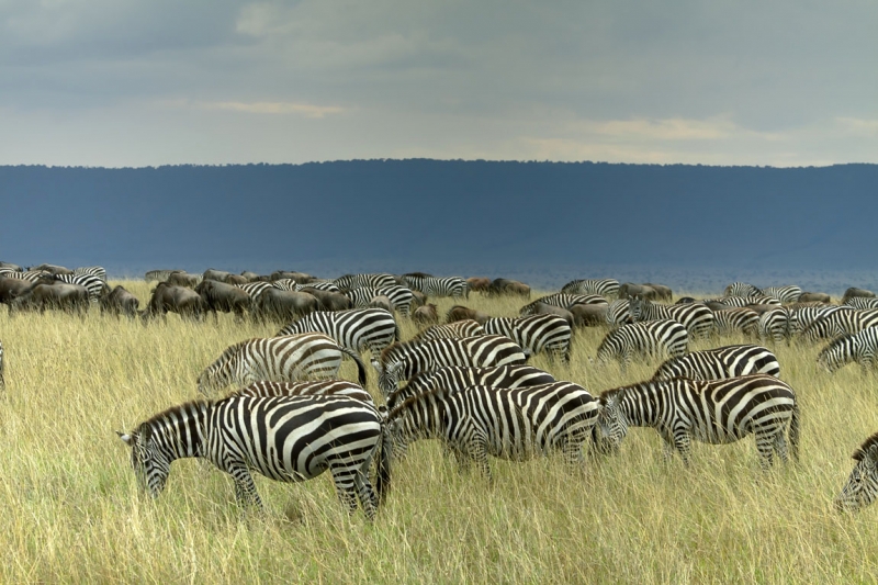 Зебры. (Кения)