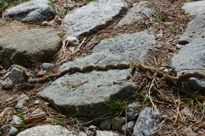 Корсика. Неделя на острове красоты. Май 2014